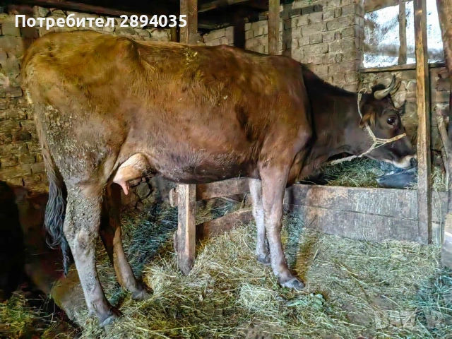 юничка отелена на 3 дни , снимка 2 - Крави - 54993270