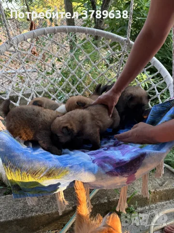 Чау - Чау  💙🐾🐶 Най-пухкавите Чау Чау бебета очакват своите нови семейства , Много скоро 🎉🪭❤️✨🐾🥰🐩➡️⤵️, снимка 6 - Чау Чау - 55342819