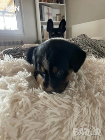 Кученце , снимка 6 - Други - 54062932