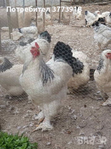 Продавам пиленца Колумбийска брама на цена 4€, снимка 4 - Кокошки и пуйки - 55068710