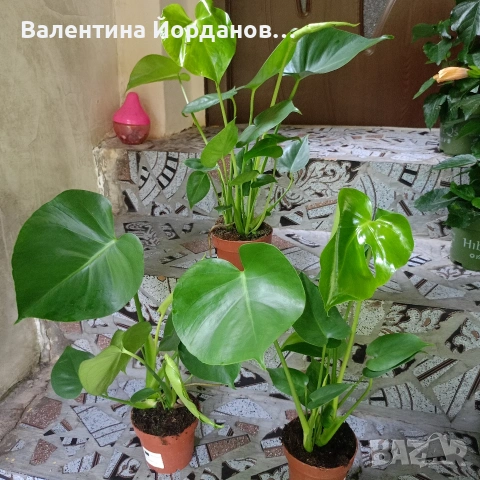 монстера 