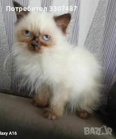 Коте порода Регдол, снимка 4 - Други - 54607291