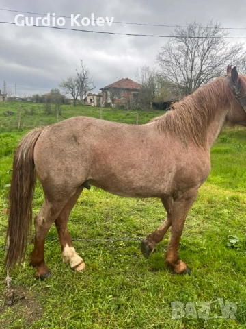 Прегатен Кон, снимка 3 - Коне - 54271918