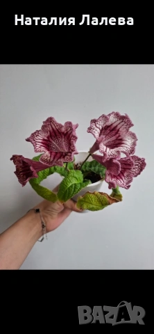 Стрептокарпус, streptocarpus DS 2166, снимка 4 - Стайни растения - 55019138