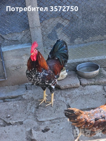 Свободни петли за разплод