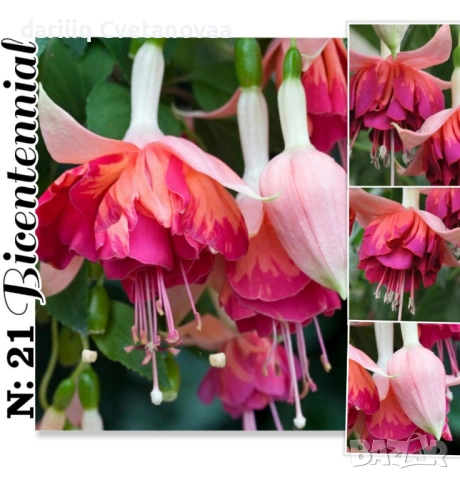 Фуксия за Градинска3.85€ и Каскадна 2.90€, снимка 5 - Градински цветя и растения - 54205891