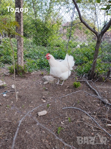 Пилета австралорп, снимка 4 - Кокошки и пуйки - 54053305