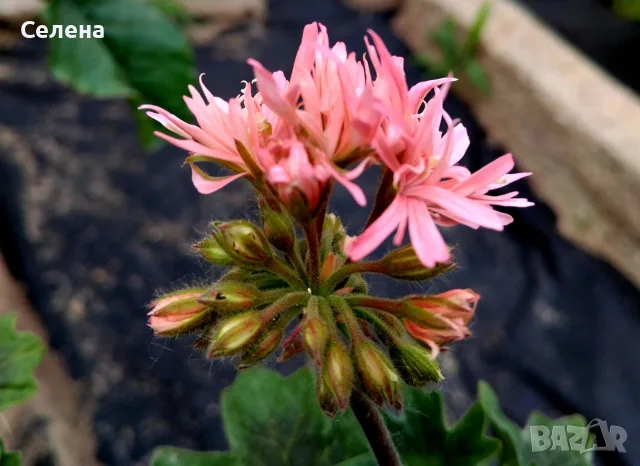 Колекционерско звездовидно мушкато "Bronze Butterfly" (Stellar Pelargonium), снимка 3 - Стайни растения - 55574603