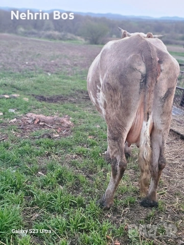 semental na 3 tele prasnotelka sls 20 litra mlako, снимка 3 - Крави - 54239436