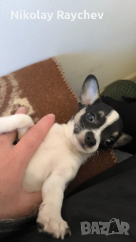 Чихуахуа на три месеца и половина две ваксини , снимка 2 - Чихуахуа - 54099461