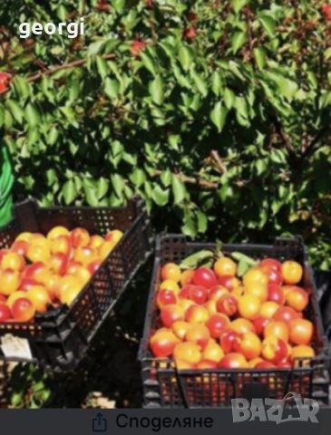  Кайсии за ракия гр.София, снимка 2 - Домашни продукти - 55053394
