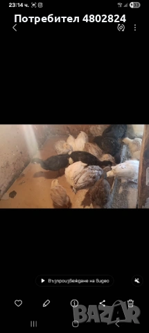 Пуйки , снимка 2 - Кокошки и пуйки - 54359918