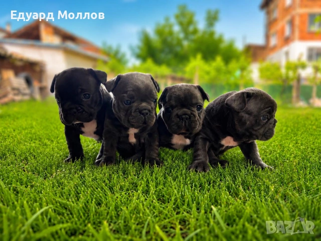 Продавам прекрасни френски булдочета Blue., снимка 2 - Френски булдог - 54645579
