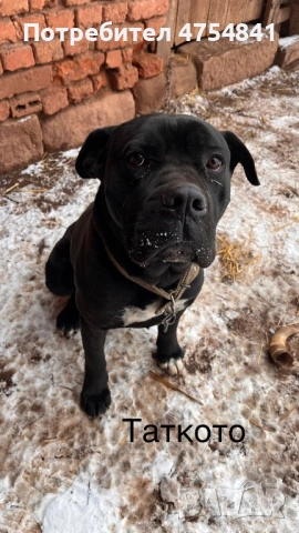 Бебета кане корсо , снимка 2 - Кане корсо - 54263726