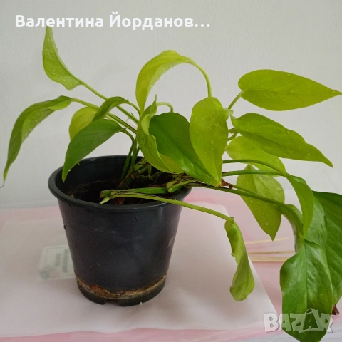 стайни цветя , снимка 3 - Стайни растения - 54590866