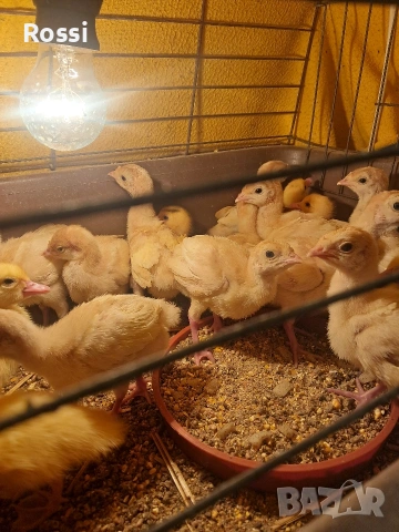 Домашни пуйчета, снимка 7 - Кокошки и пуйки - 53629531