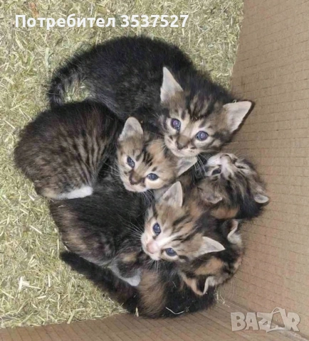 Подарявам малки котета