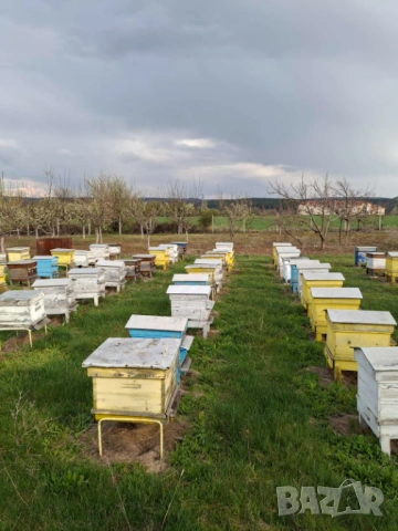 Продавам пчелни семействас, снимка 2 - Други животни - 54362359
