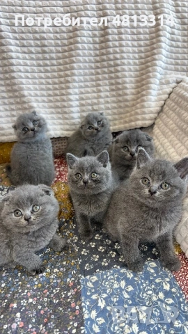 Котета Шотландски Фолд и Котета Британка Късокосместа , снимка 9 - Британска късокосместа - 54377290