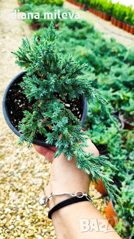 Хвойна Син Килим, Juniperus Blue Carpet, студоустойчива, снимка 8 - Градински цветя и растения - 55066308