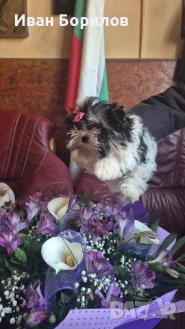 Biewer terrier , снимка 4 - Йоркширски териер - 55030765