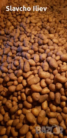 Продавам картофи сорт Сорая , снимка 3 - Други - 55683314