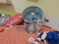 Сребърни британчета , снимка 7