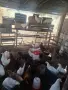 Продавам млади кокошки, снимка 2