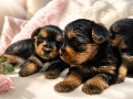 Мини Йоркита мъжки и женски, снимка 2