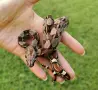 Boa constrictor imperator /боа/змия, снимка 7