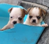 Мини чихуахиа, снимка 1