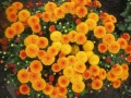 Продавам разсад на ниски Хризантеми есенни, снимка 5