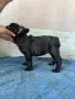 Продавам френски булдочета. , снимка 3