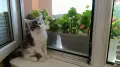 Женско коте Мейн кун, снимка 3