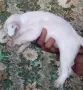 Продавам френски булдочета , снимка 4
