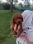 Пудел той/poodle toy, снимка 4