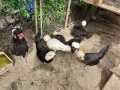 Селски кокошки, снимка 11