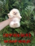 Бели мини Померани. Различни възрасти!, снимка 7