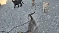 Подарявам котенца, снимка 3