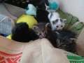 Малки котки, снимка 5