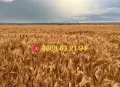 Фуражи,смески,жито,пшеница,ечемик,царевица,слънчоглед,кюспе,крави,телета,агнета,овце,пилета,кокошки., снимка 13