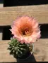 Кактус Echinopsis Hybrid цвят Salmon розово-оранжев цъфтеж, снимка 1