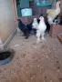 Кокошки ярки, уоман барун, брама, бял легхорн и селски кокошки, снимка 3