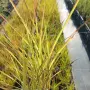 Мискантус Пурпурасценс, Miscanthus sinensis 'Purpurascens' студоустойчива, декоративна трева!!!, снимка 10