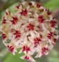 Hoya Хоя Rintzii Borneo , снимка 1