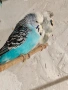 Продавам различни видове папагали, снимка 4