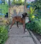 Продавам Боксер - женски, снимка 8