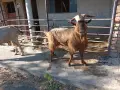 Продавам пръчове, снимка 2