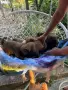 Чау - Чау  💙🐾🐶 Най-пухкавите Чау Чау бебета очакват своите нови семейства , Много скоро 🎉🪭❤️✨🐾🥰🐩➡️⤵️, снимка 6
