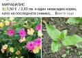 🪻🪴🪷🎁5 вида градински цветя❄️☃️ -, снимка 2